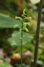 Gymnadeniopsis clavellata var. clavellata