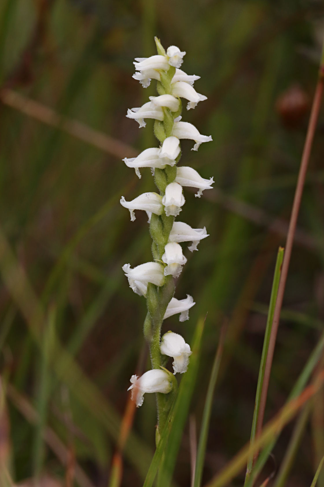 Yellow Ladies' Tresses