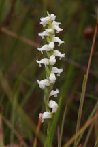 Spiranthes ochroleuca