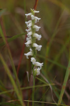 Spiranthes ochroleuca