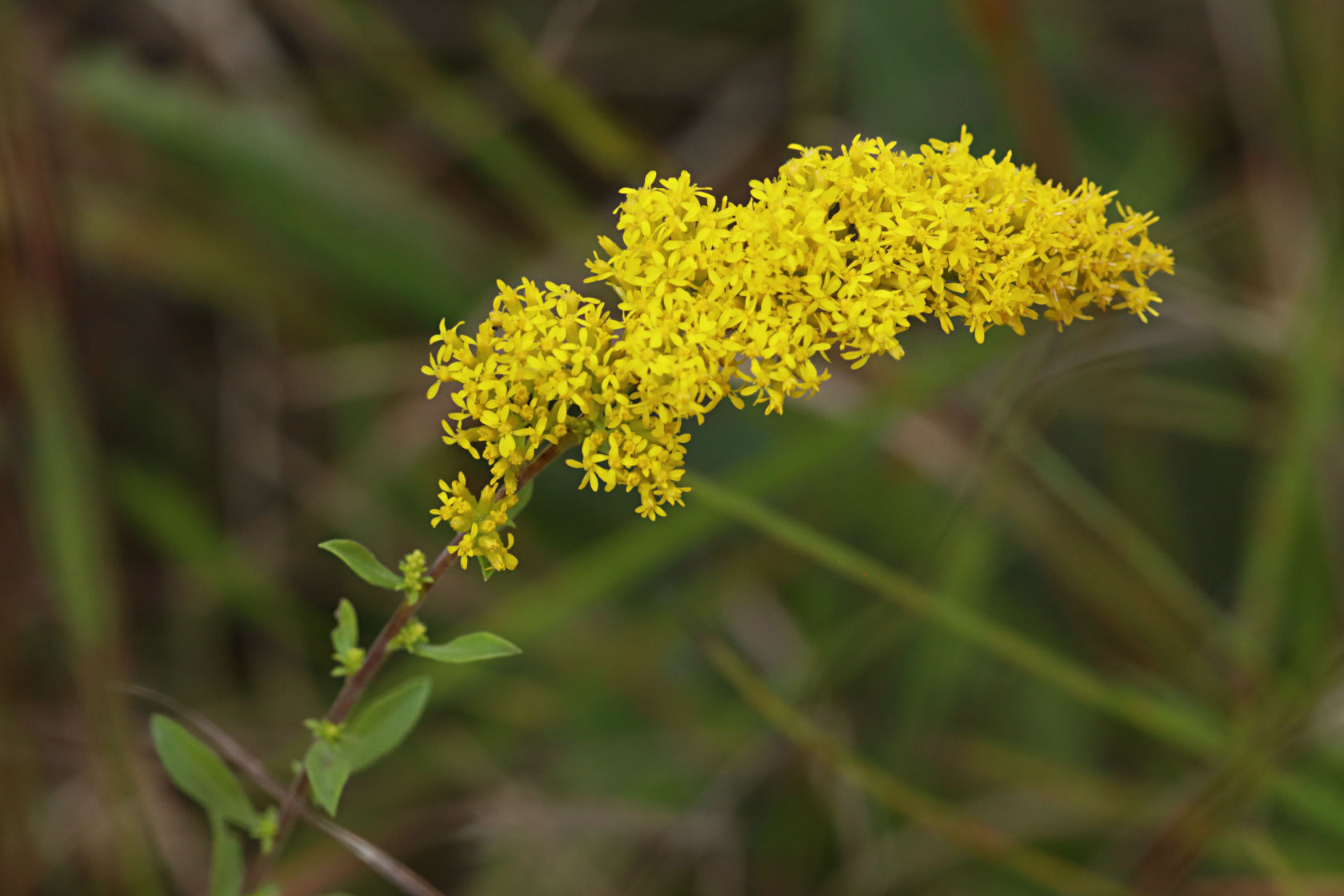 Gray Goldenrod