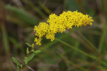 Gray Goldenrod