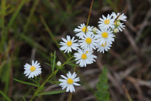 Symphyotrichum pilosum