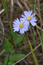 Symphyotrichum laeve