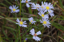 Symphyotrichum pilosum