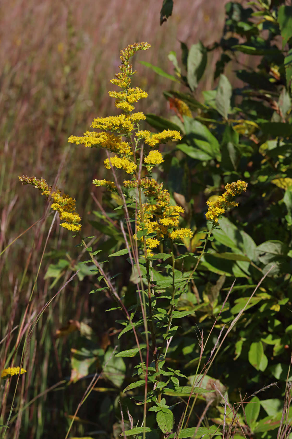 Wrinkle-Leaved Goldenrod