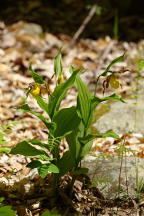 Cypripedium parviflorum var. pubescens