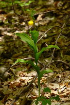 Large Yellow Lady's Slipper