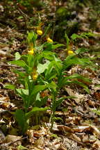 Cypripedium parviflorum var. pubescens