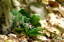 Galearis spectabilis