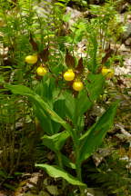 Cypripedium parviflorum var. pubescens