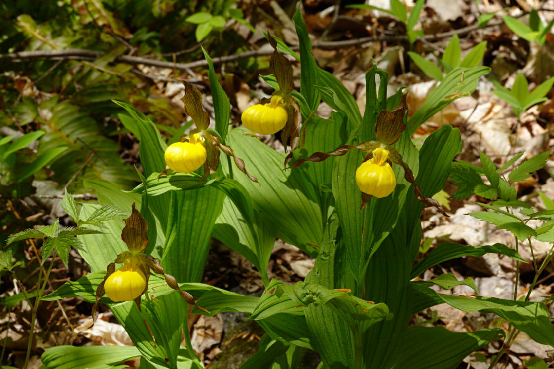 Large Yellow Lady's Slipper