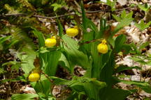 Large Yellow Lady's Slipper