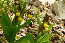 Large Yellow Lady's Slipper