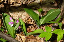 Galearis spectabilis forma variegata