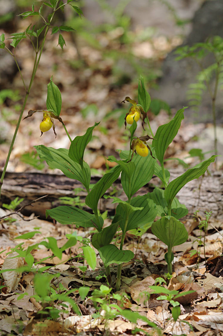 Large Yellow Lady's Slipper