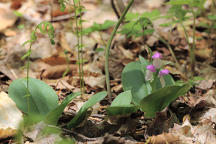 Galearis spectabilis