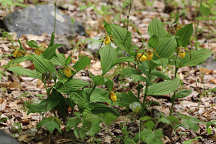 Cypripedium parviflorum var. pubescens