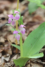 Galearis spectabilis forma willeyi