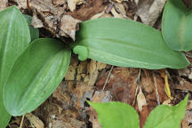 Galearis spectabilis forma variegata