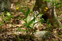 Cypripedium parviflorum var. pubescens