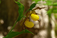 Large Yellow Lady's Slipper