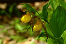 Cypripedium parviflorum var. pubescens