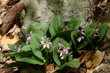 Showy Orchis