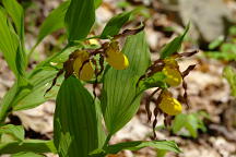 Large Yellow Lady's Slipper