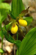 Cypripedium parviflorum var. pubescens