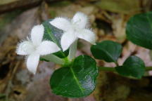 Mitchella repens