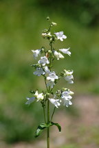 Penstemon digitalis