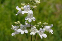 Tall Beardtongue