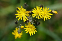 Hieracium caespitosum