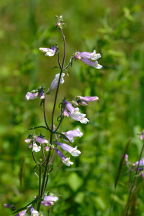 Penstemon hirsutus