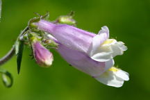 Northeastern Beardtongue