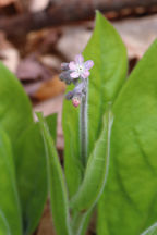 Cynoglossum virginianum