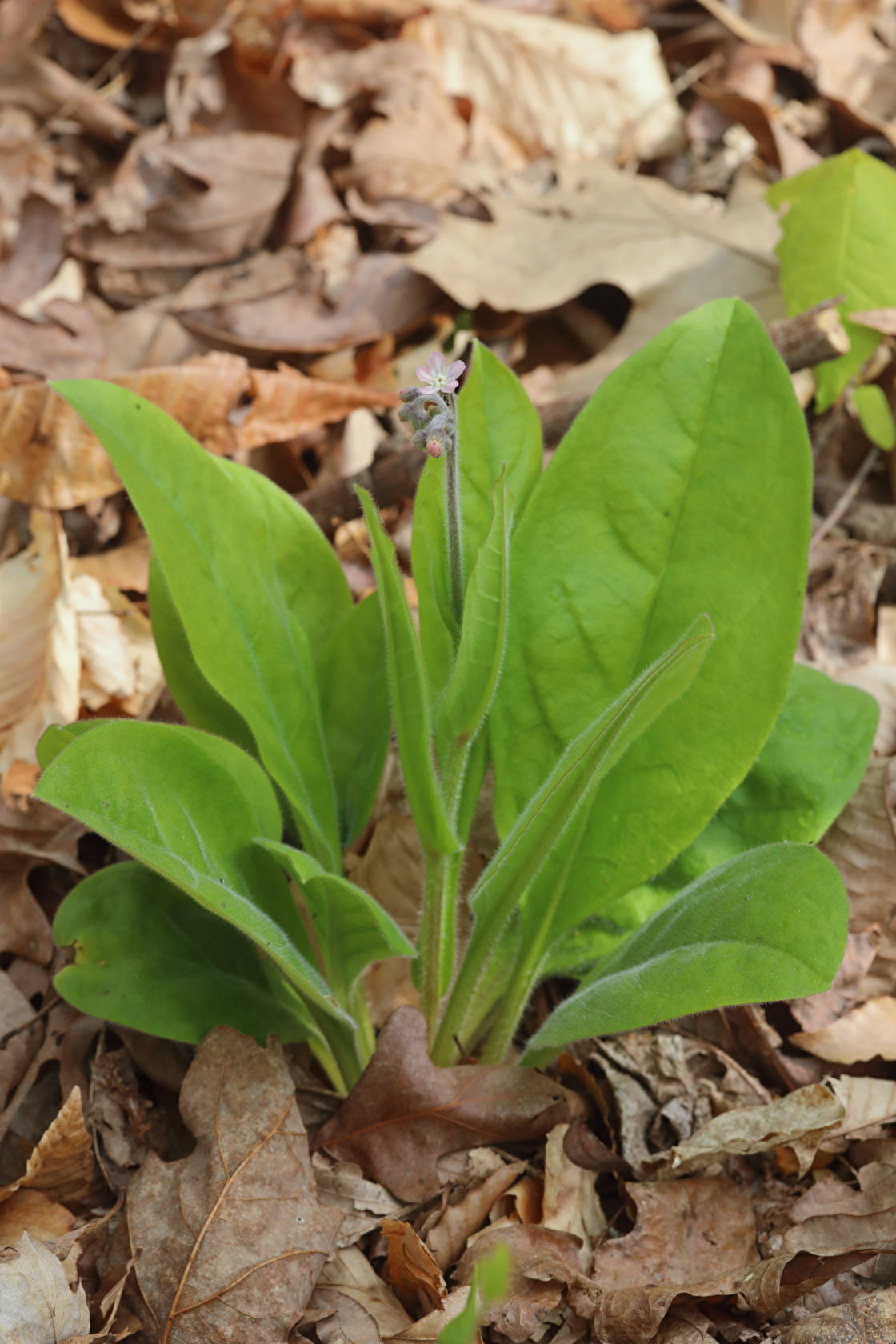 Wild Comfrey