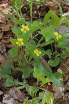 Downy Yellow Violet