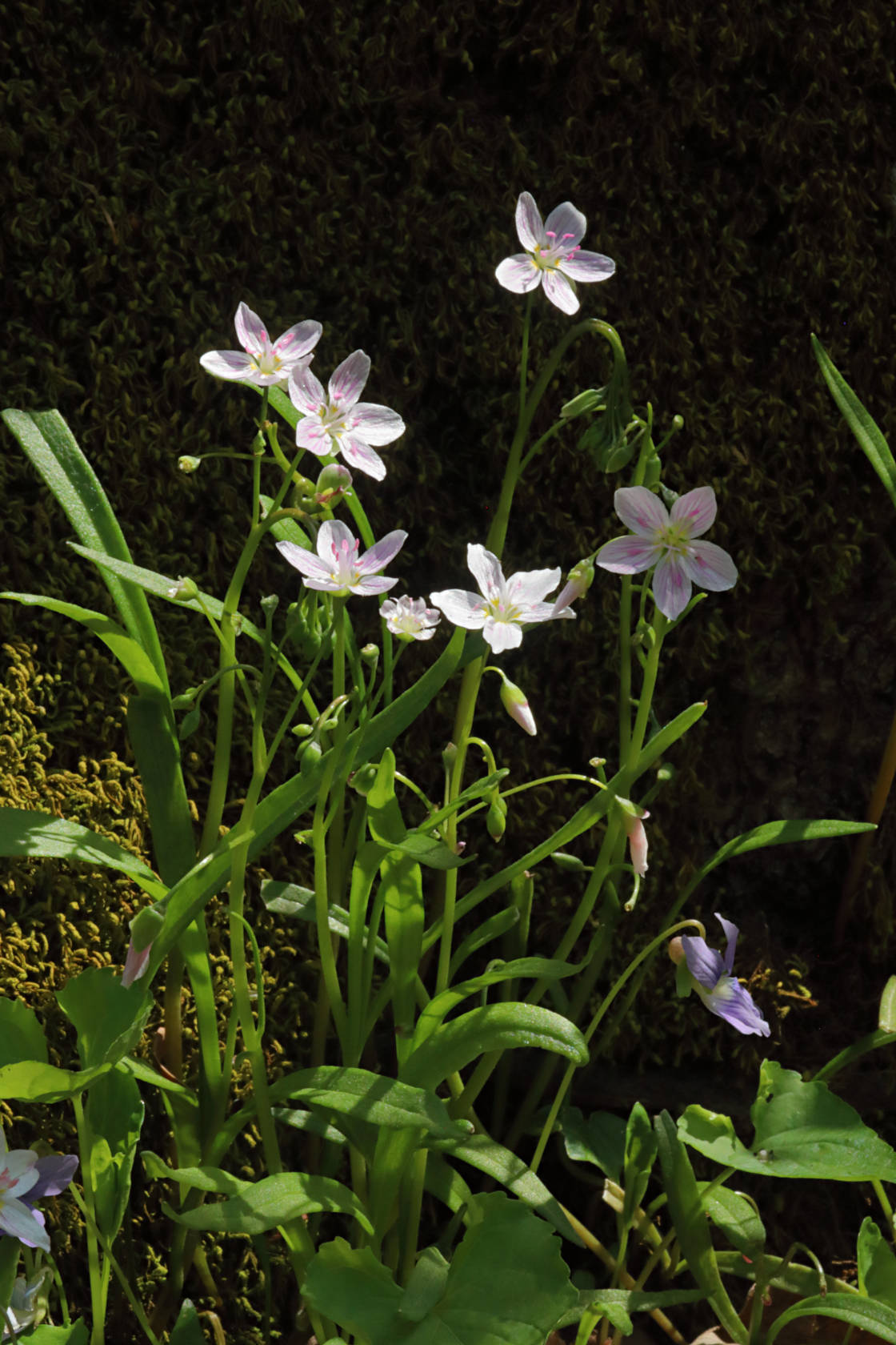 Spring Beauty