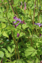 Corydalis incisa