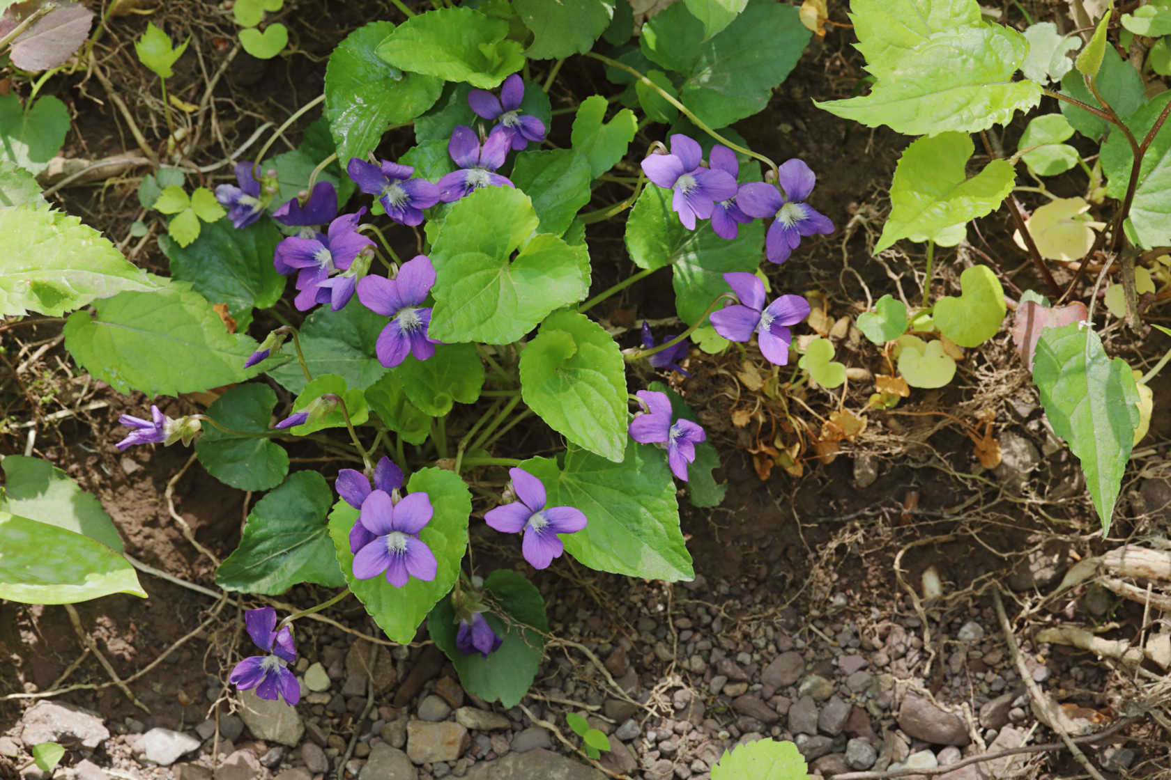 Common Blue Violet