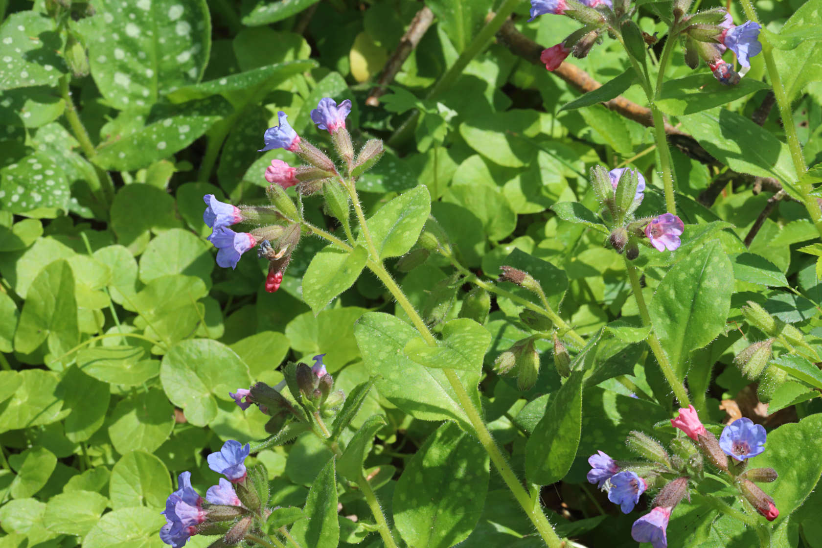 Lungwort