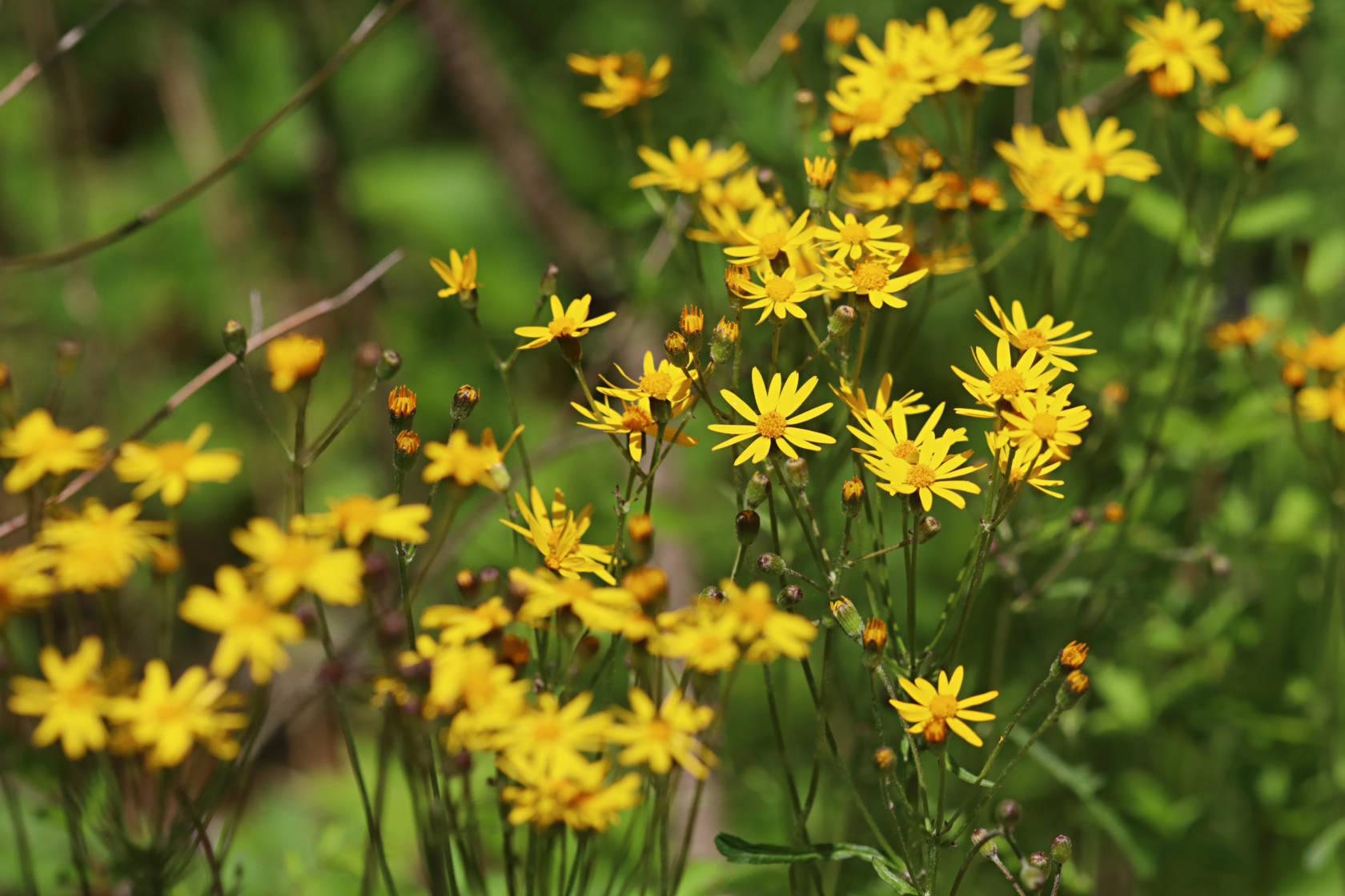 Running Groundsel