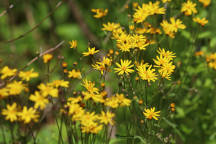 Packera obovata