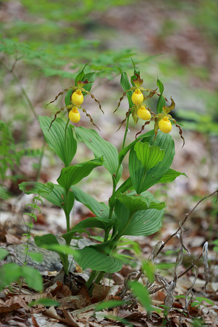 Large Yellow Lady's Slipper