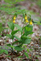 Cypripedium parviflorum var. pubescens