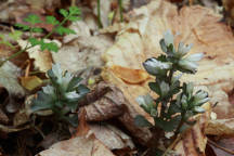 Obolaria virginica