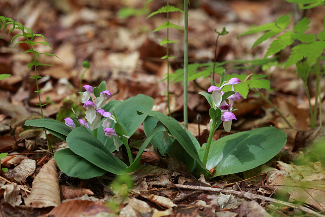 Showy Orchid