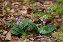Showy Orchid